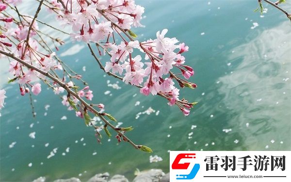 九幺抖音版的特點(diǎn)