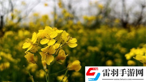 歐美無人區(qū)碼SUV