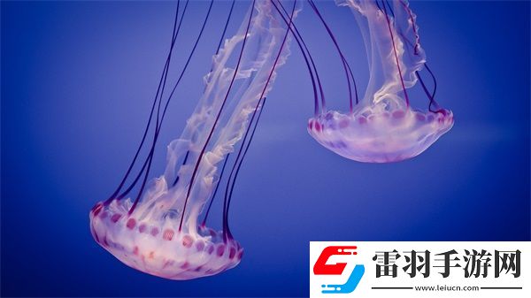 國產無人區(qū)碼卡功能齊全