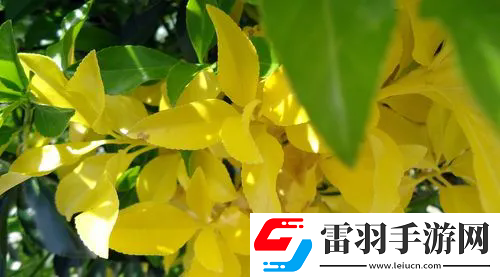最美情侶中文字幕MV電影：探索最美情侶中文字幕MV電影的魅力與欣賞指南！