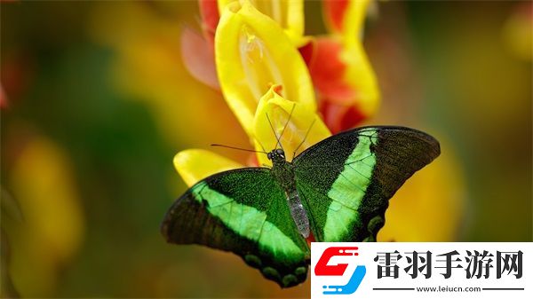 他強而有力的律動讓我快樂英語