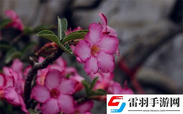 免費(fèi)的短視頻app大全下載蘋果