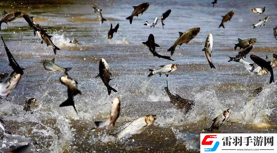 捕魚來(lái)了