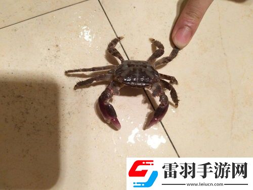 女性夢(mèng)見抓螃蟹
