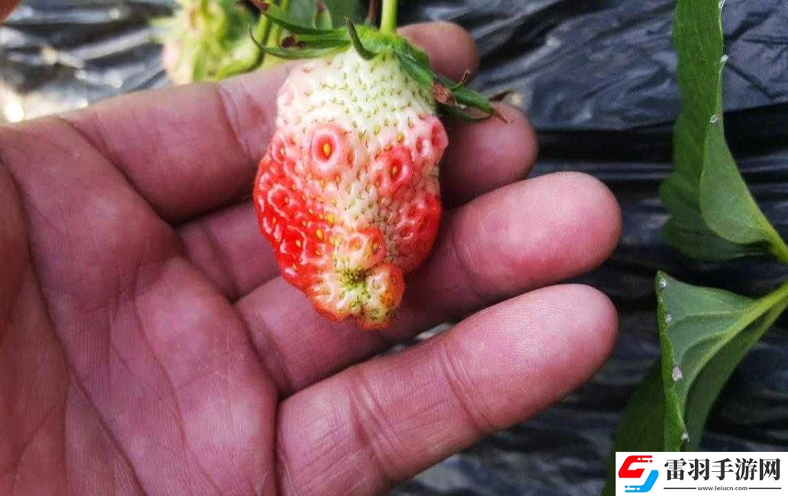 邁開(kāi)腿吃草莓對(duì)男性性功能好嗎