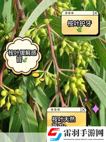 探秘自然奇趣手游玩家也能成為生態(tài)小達(dá)人！——桉樹葉背后的美食家揭秘