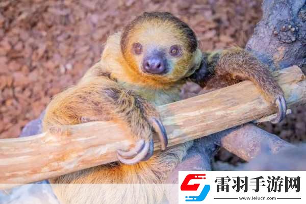 動物朋友大觀園新情報曝光萌寵世界等你探索！
