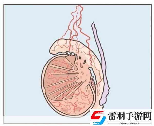 蛋蛋立了長什么樣子呢