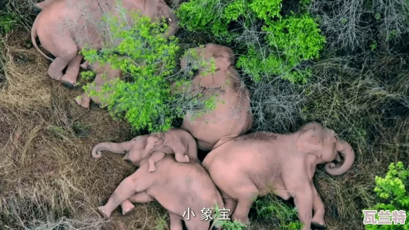 已滿(mǎn)18點(diǎn)比轉(zhuǎn)入大象