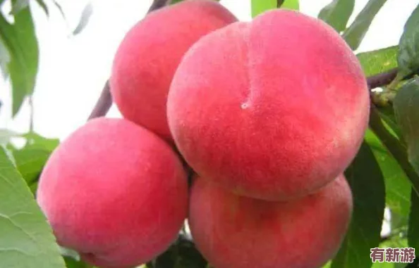一區(qū)二區(qū)三區(qū)水蜜桃＂熱銷市場(chǎng)消費(fèi)者紛紛追捧其獨(dú)特口感與優(yōu)質(zhì)品質(zhì)成為夏季水果新寵