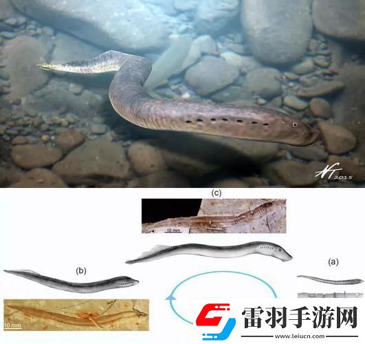“左三右三