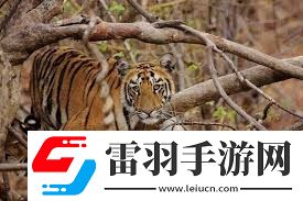 老虎是否會爬樹