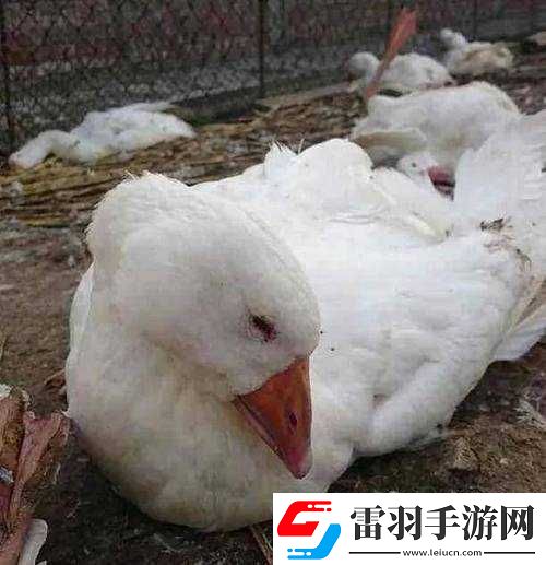 鵝鴨殺中通靈鵝的作用到底是什么