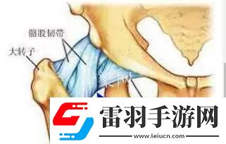 探討腿分大點不疼的原理運動生理學解析提供給身體更大舒適空間的重要性