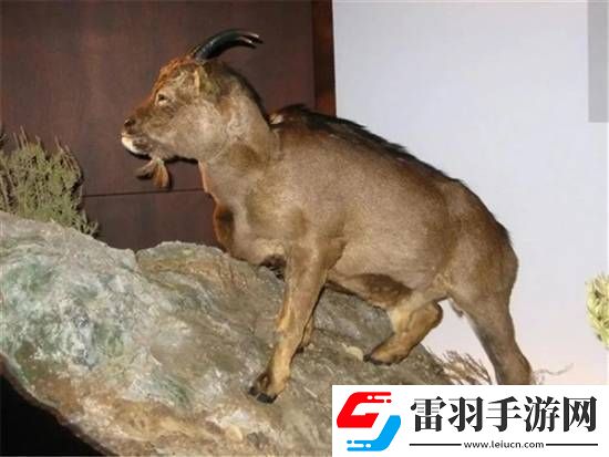 獨特的“冷血山羊”長著一張人臉