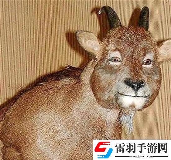 獨特的“冷血山羊”長著一張人臉