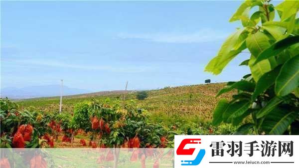 國產(chǎn)四線區(qū)芒果