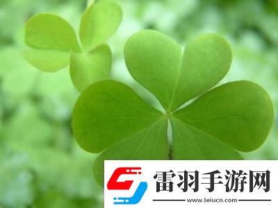 三葉草GW6797新品來(lái)襲