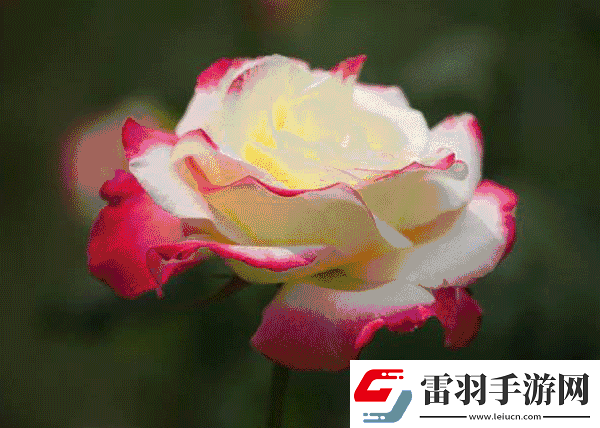 色彩變幻如夢如幻——?jiǎng)討B(tài)色圖