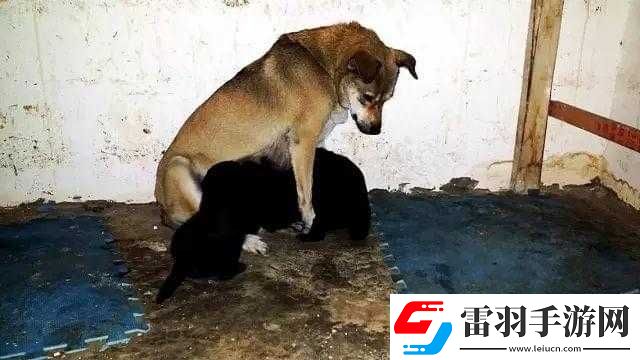 女人與公拘交酡全過程女免費